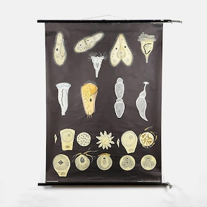 May include: A vintage educational chart featuring illustrations of various types of microscopic organisms. The chart is printed on a black background with white and yellow details. The chart is titled "Einfache Einzeller" and is printed in German.