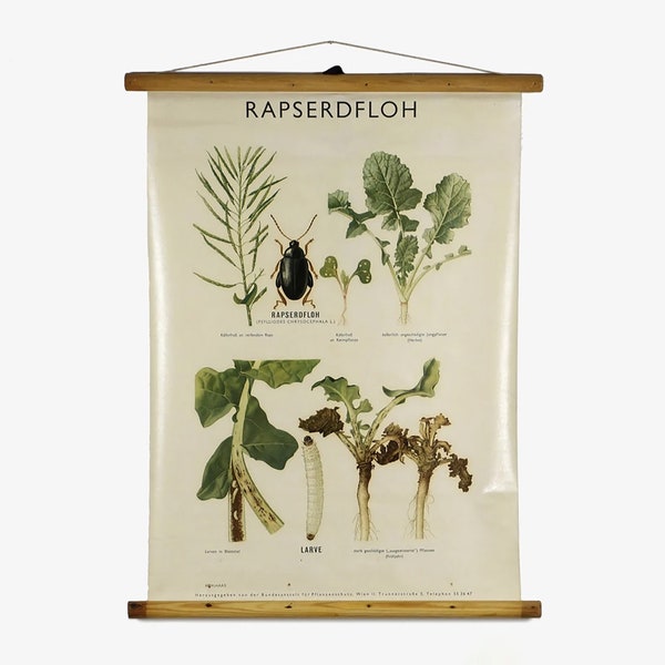 Vintage pulldown chart botanical German school poster