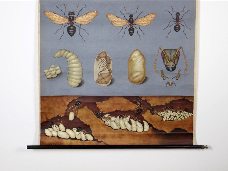 Vintage 1960s Wood Ant School Pull Down Chart by Jung Koch Quentell ...