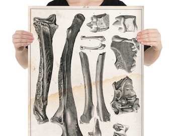 Antique Reproduction Bone Etching Anatomy Art Print Poster