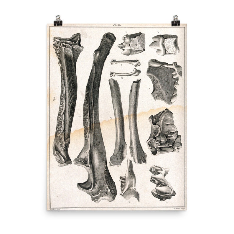 Antique Reproduction Bone Etching Anatomy Art Print Poster Etsy