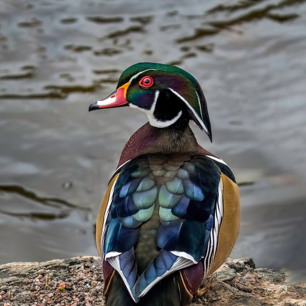 A Male Wood Duck Looks Back Over His Shoulder