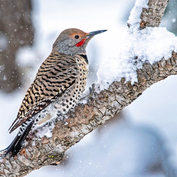 Northern Flicker in Snow 2