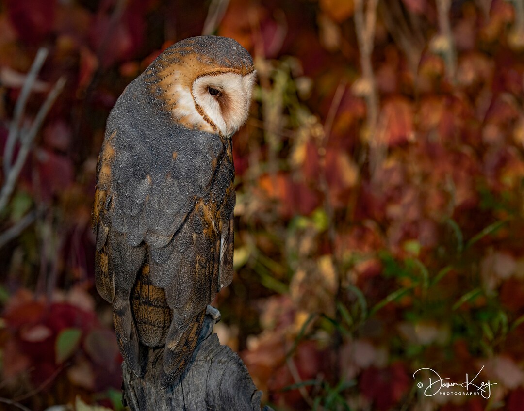 Barn Owl in Fall Colors - Etsy