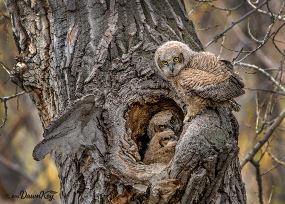 Owl babies 2024