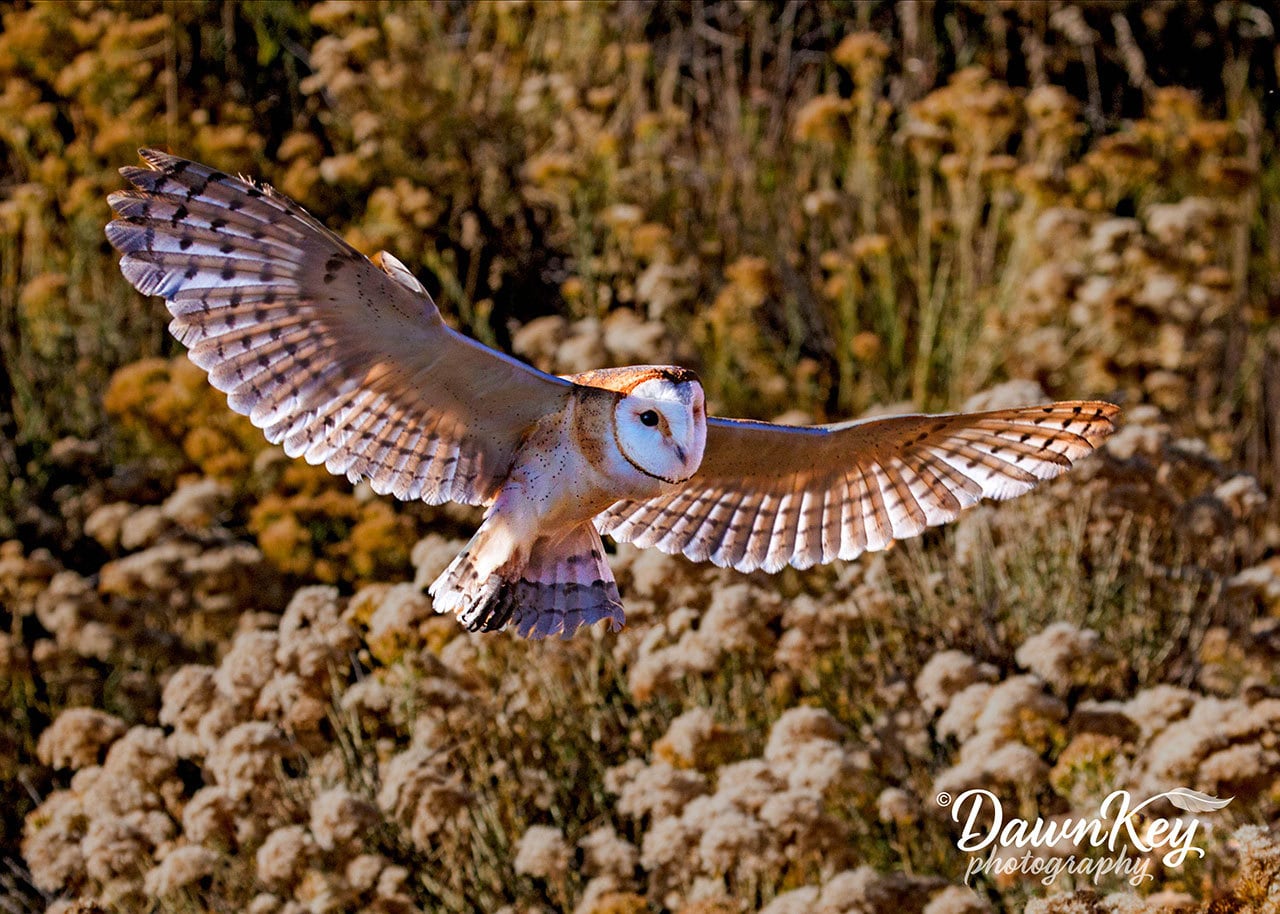 Barn Owl in Flight