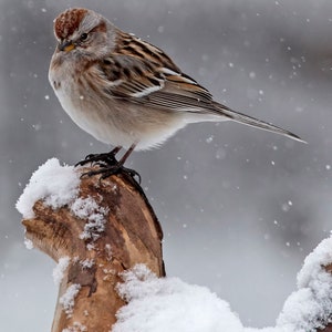 American Tree Sparrow in Snow