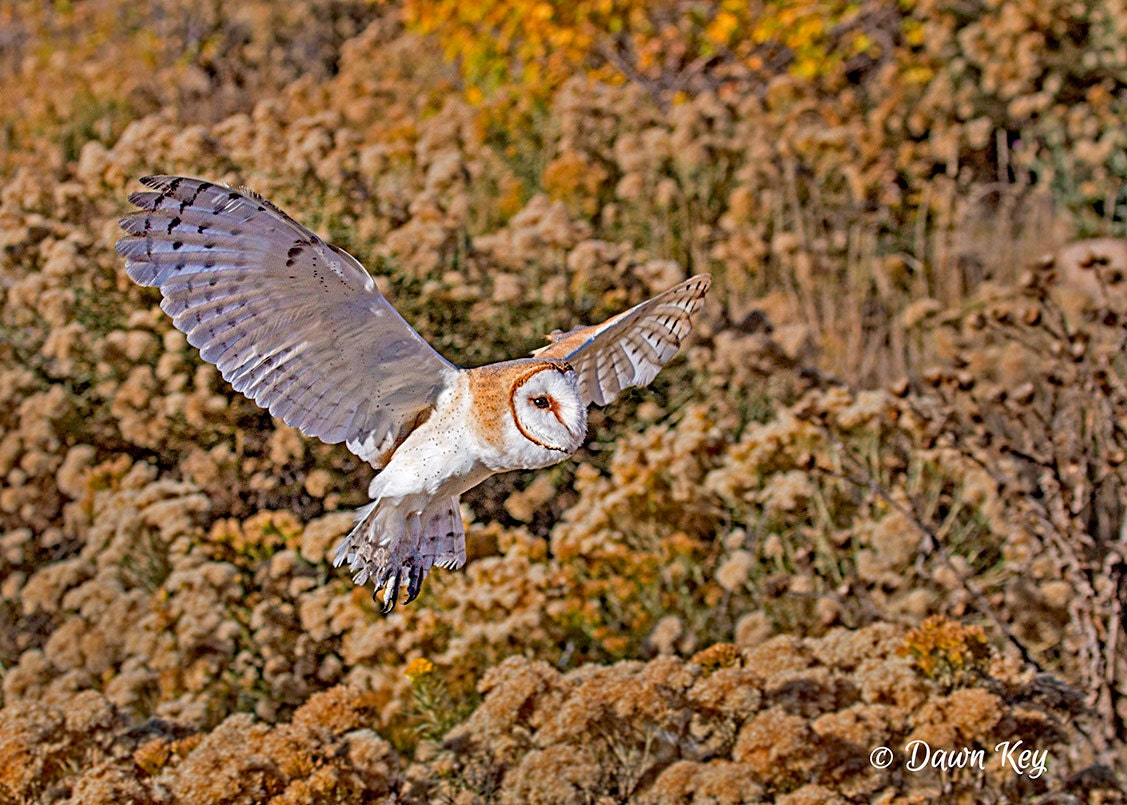 Barn Owl in Flight Fall Colors