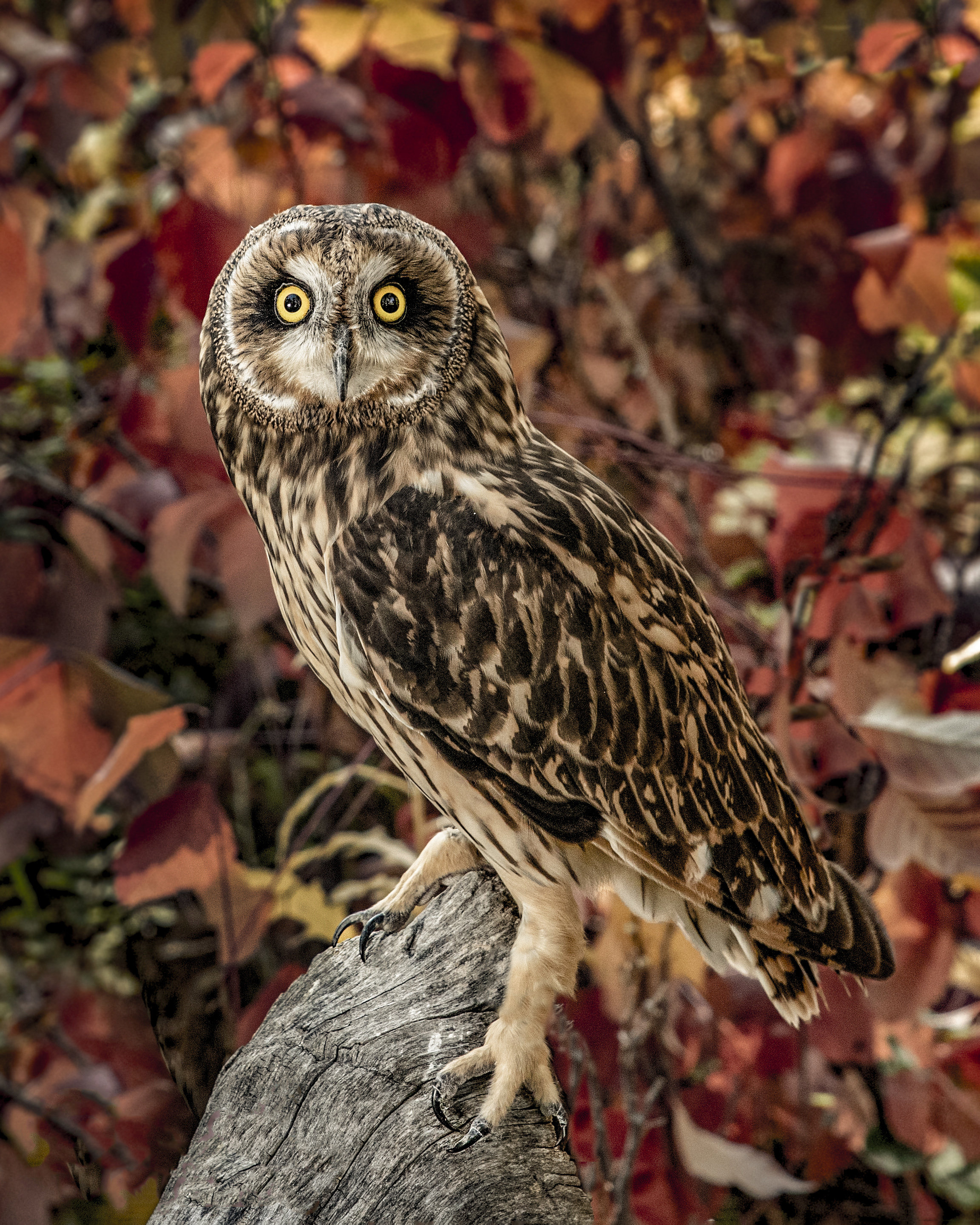 Short-eared Owl in Fall Colors