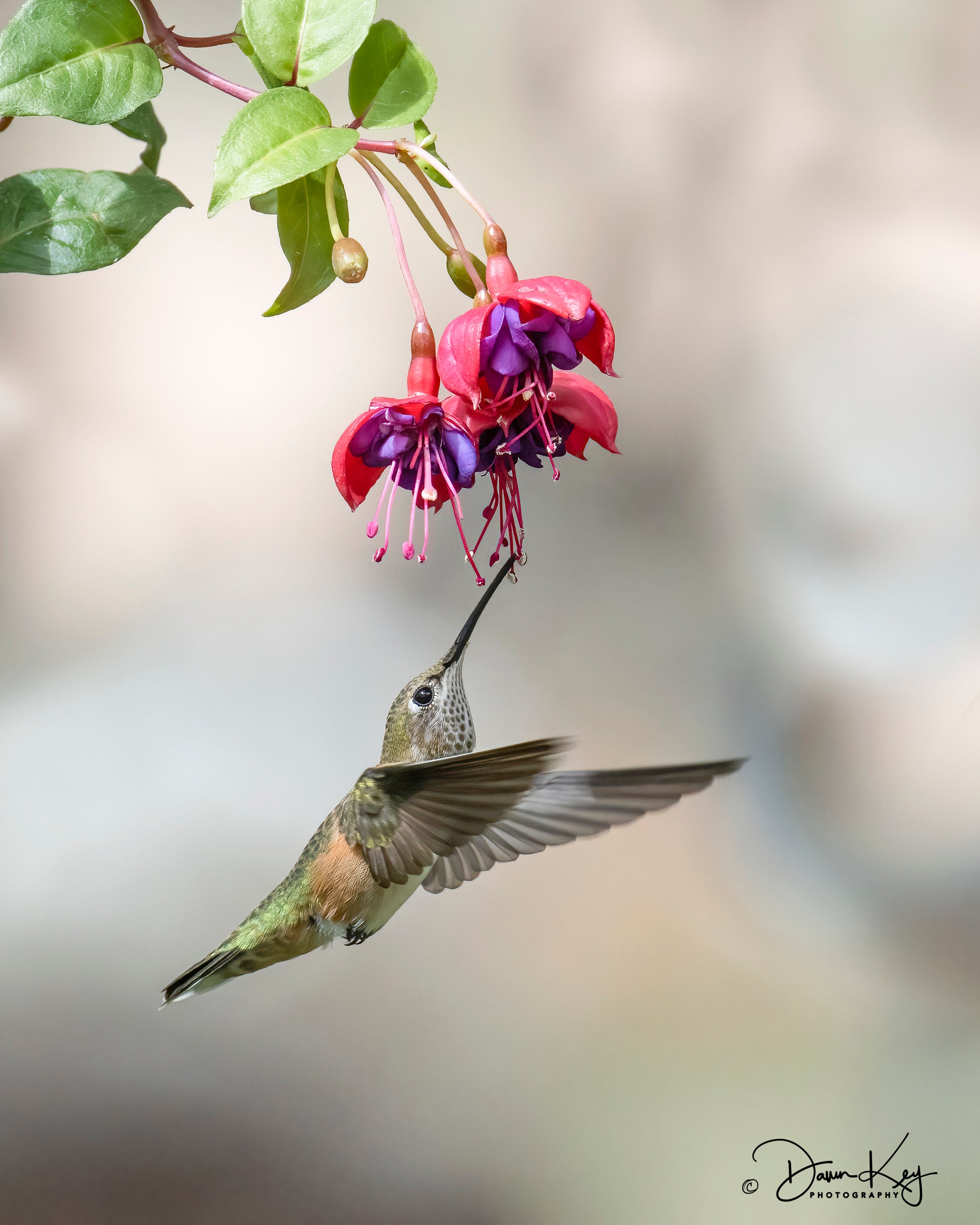 Female Broad-tailed Hummingbird and a Fuschia, image size:2400x3000