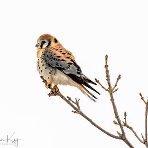 May include: A small, brown, and gray American kestrel perched on a bare branch with a white background.