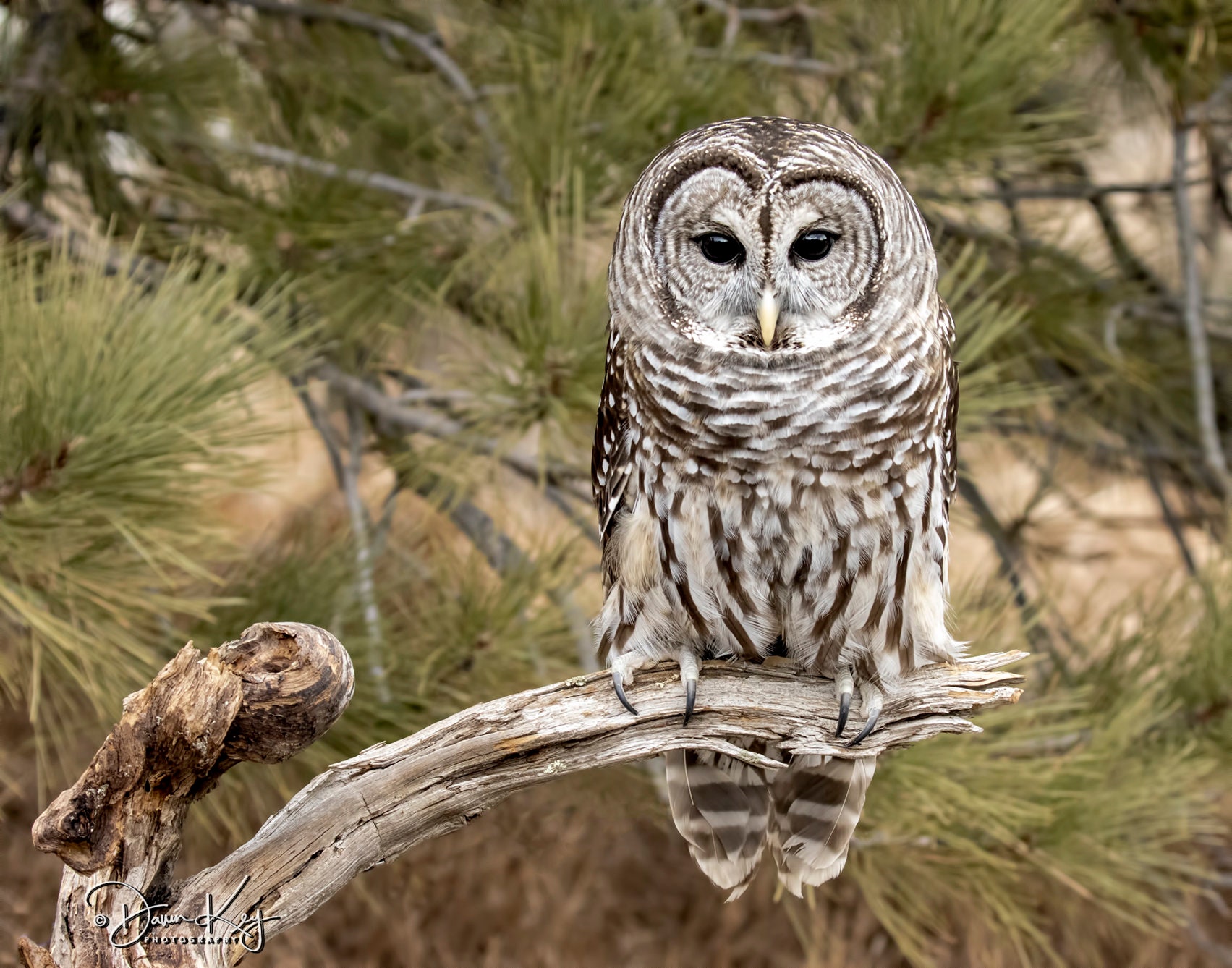 Barred Owl