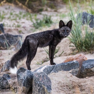 Silver Fox