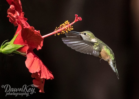 Broad -tailed Hummingbird and Hibiscus - Etsy