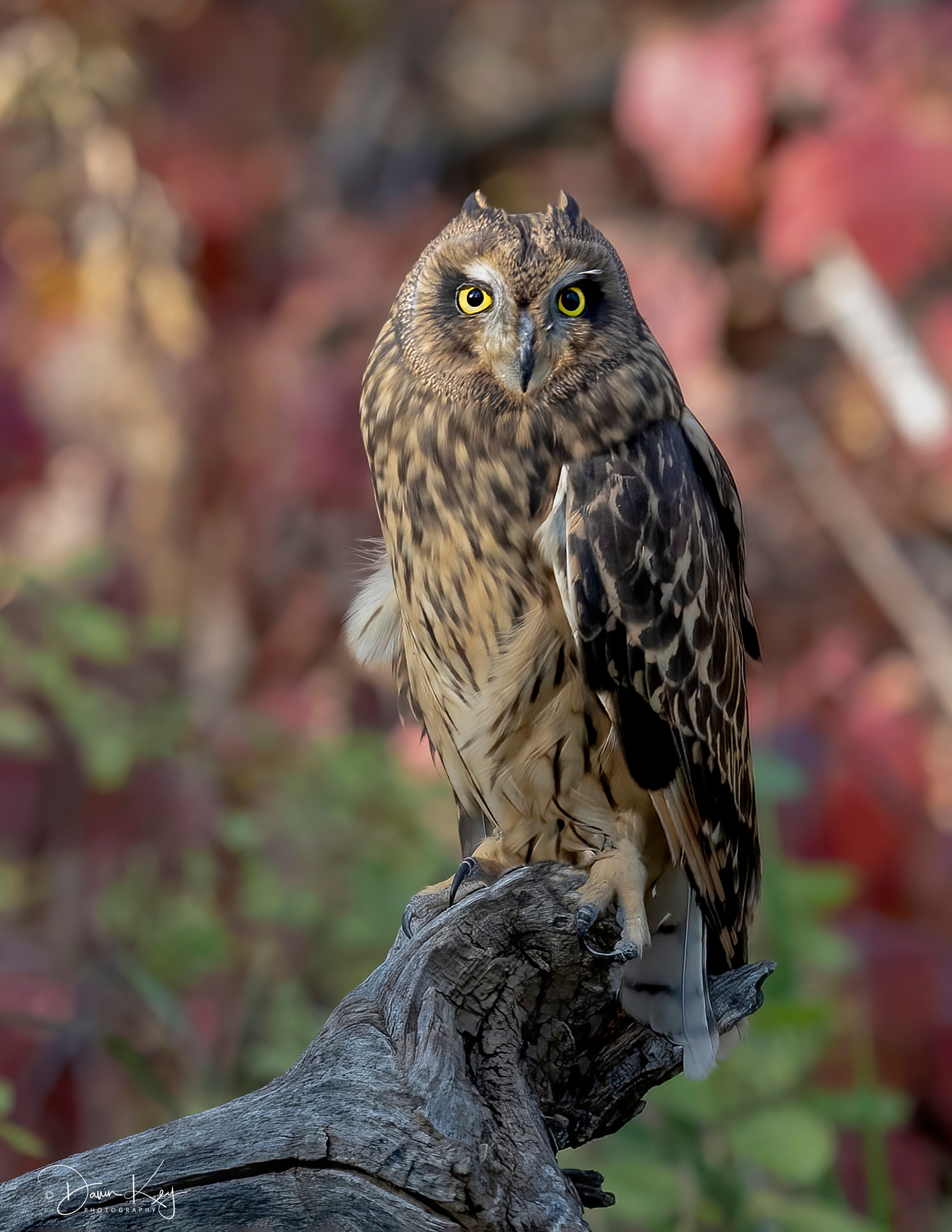 Short-eared Owl in the Fall Forest