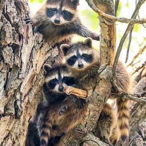 Three Raccoon Cubs