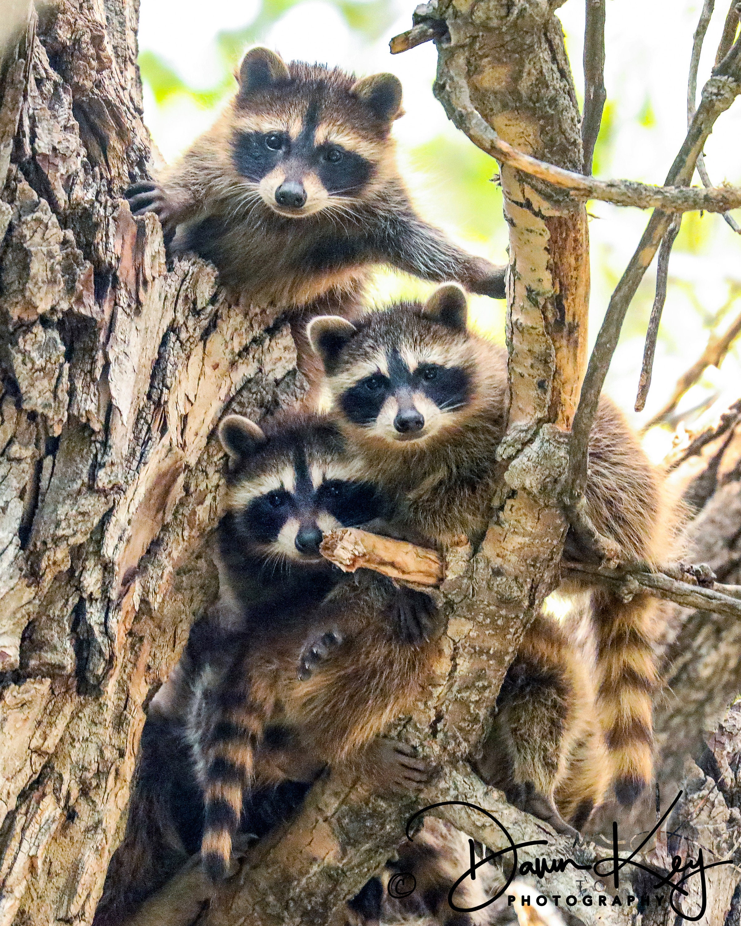 Three Raccoon Cubs - Etsy