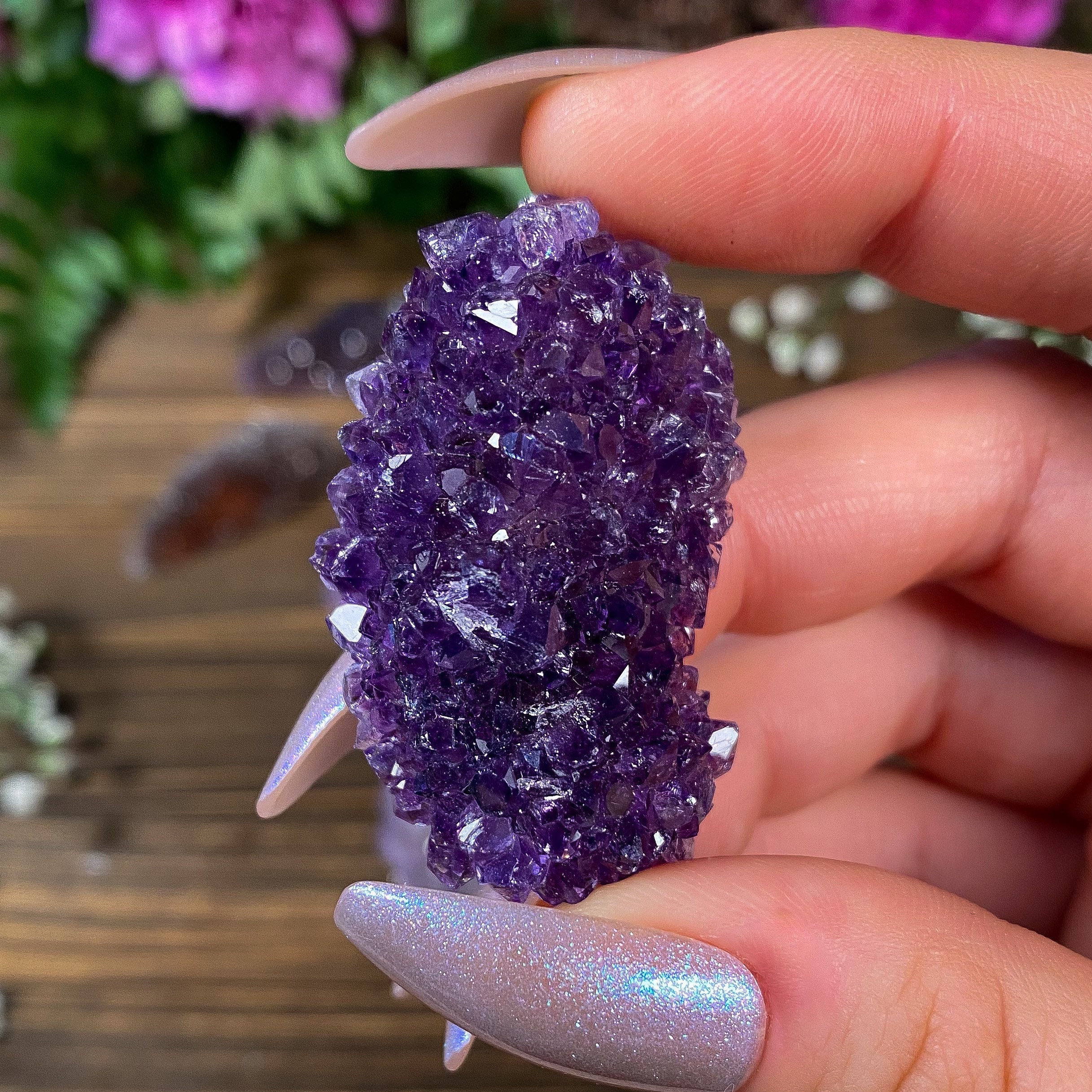 Leaves of amethyst plant