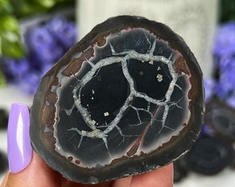セプタリアン結節、黄鉄鉱を含む化石、科学・地質学への贈り物、お好みのクリスタルをお選びください