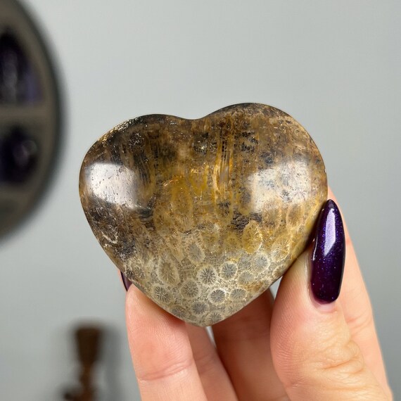 Agatized Fossilized Coral Heart