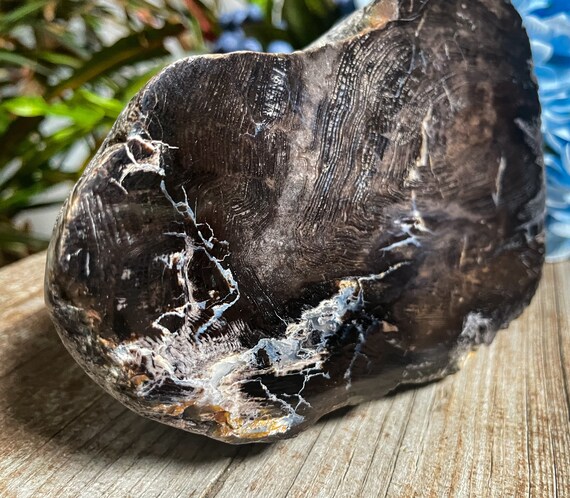 Large Deep Brown Petrified Wood, Wood Fossil