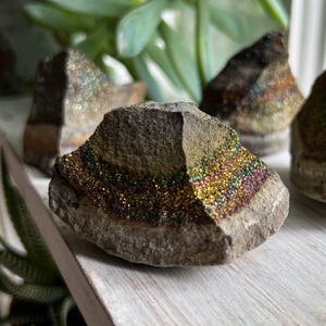 以下が含まれることがあります： 金、緑、紫の色合いの、金属的で虹色の輝きを持つ、粗くカットされた黄鉄鉱の標本。 天然石はざらざらとした質感で、白い棚に展示されています。 背景には緑色の植物があります。