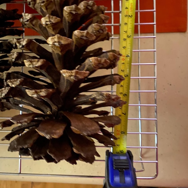 Giant Pinecones: Natural Undecorated Set of 2