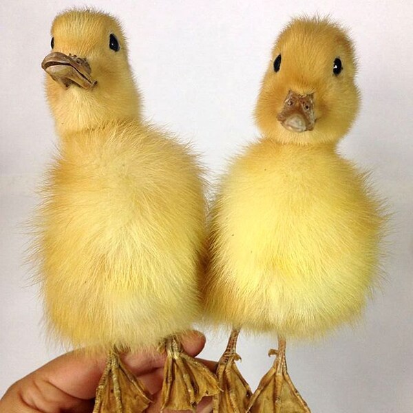 Real  Taxidermy  Two Ducks,,art display,free shipping to worldwide