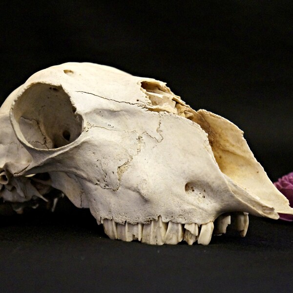 Real Animal Skull - Real Sheep Skull - Gothic Pagan Voodoo Decor - Animal Taxidermy - Macabre Art Project - Terrarium Decor - Curiosities