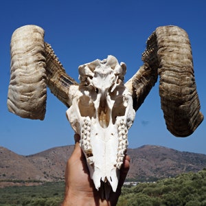 Ram Skull , Ethically Sourced Animal Skull , Macabre Pagan Decor , Voodoo Gothic Supplies , Animal Bones ,Oddities,Cruelty Free Animal Skull image 6