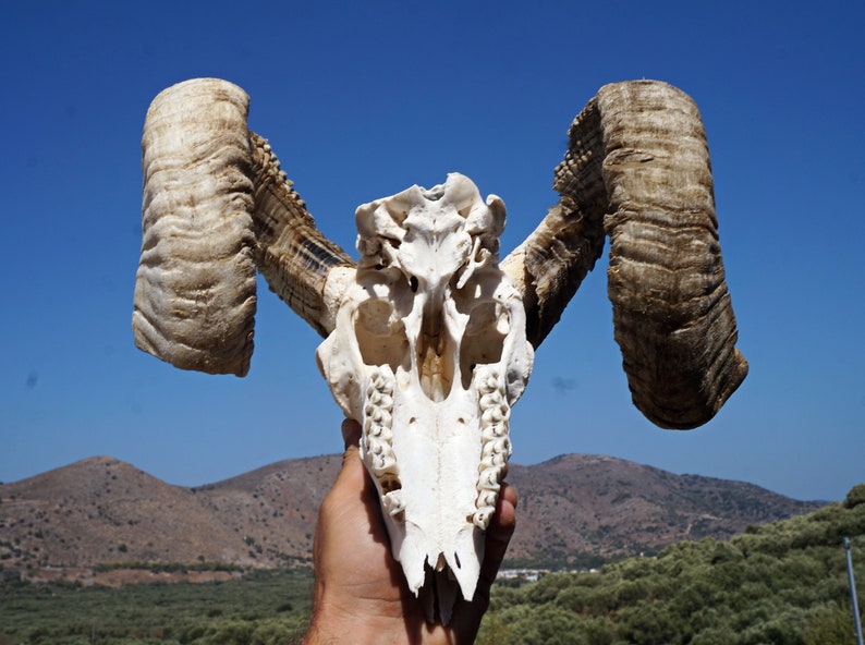 Ram Skull , Ethically Sourced Animal Skull , Macabre Pagan Decor , Voodoo Gothic Supplies , Animal Bones ,Oddities,Cruelty Free Animal Skull image 6