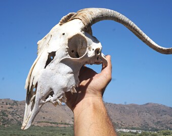 Goat Skull , Real Goat Skull , Cruelty Free , Natural Animal Skull , Macabre Decor , Bone Art Supplies , Natural Bones , Ethically Sourced