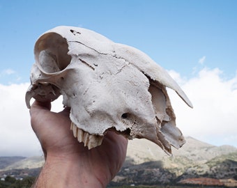 Real Sheep Skull - Natural Animal Skull - Gothic Pagan Decor - Cruelty Free - Wall Hanging - Animal Skull - Home Decor - Voodoo Supplies