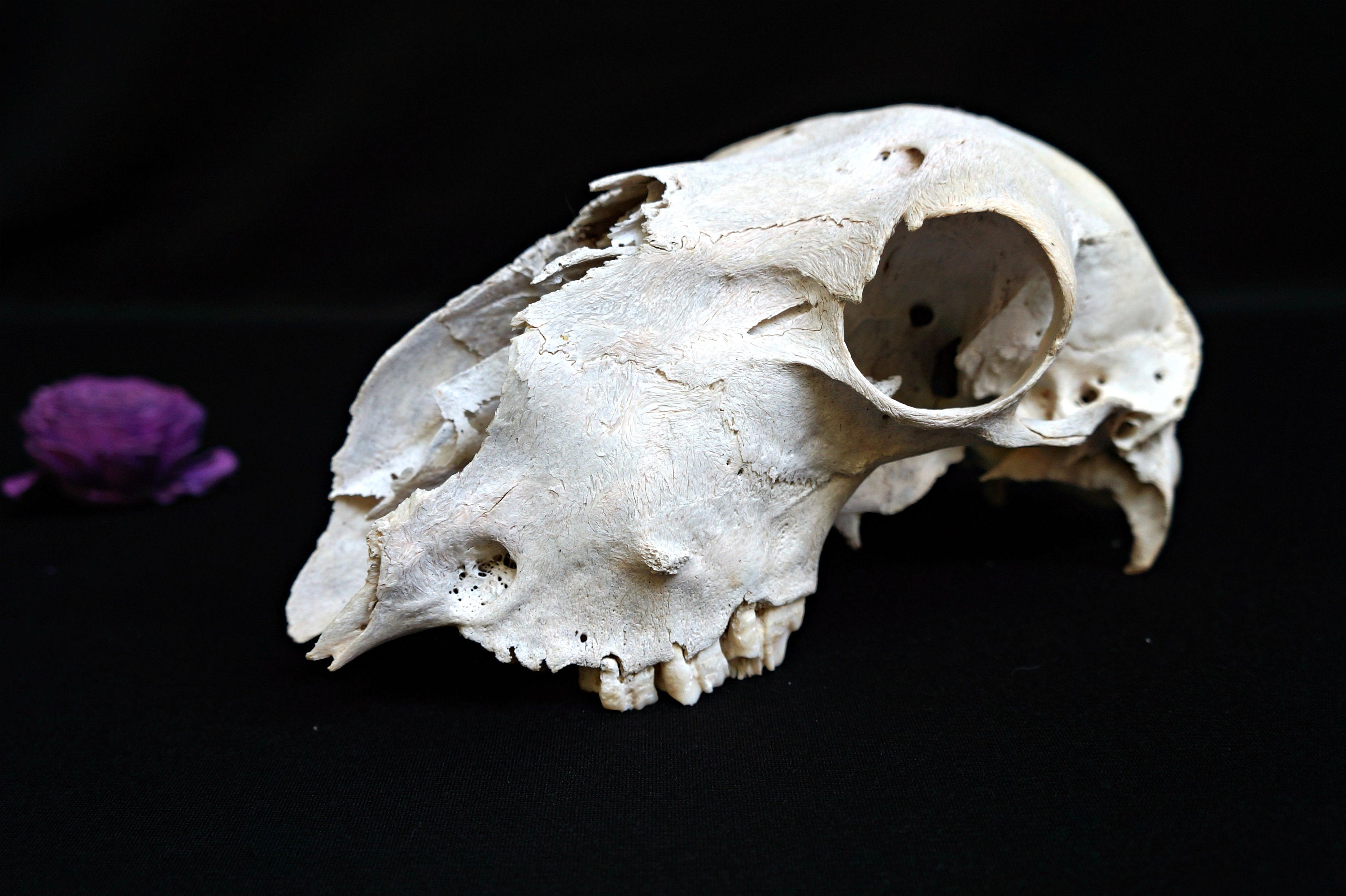 Череп ягненка. Череп ягненка. Череп ягненка. Череп ягненка. Череп ягненка.