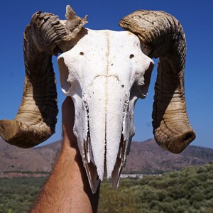 Ram Skull , Ethically Sourced Animal Skull , Macabre Pagan Decor , Voodoo Gothic Supplies , Animal Bones ,Oddities,Cruelty Free Animal Skull image 4