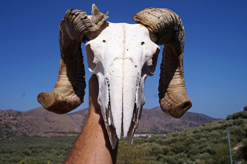 Ram Skull , Ethically Sourced Animal Skull , Macabre Pagan Decor , Voodoo Gothic Supplies , Animal Bones ,Oddities,Cruelty Free Animal Skull image 4