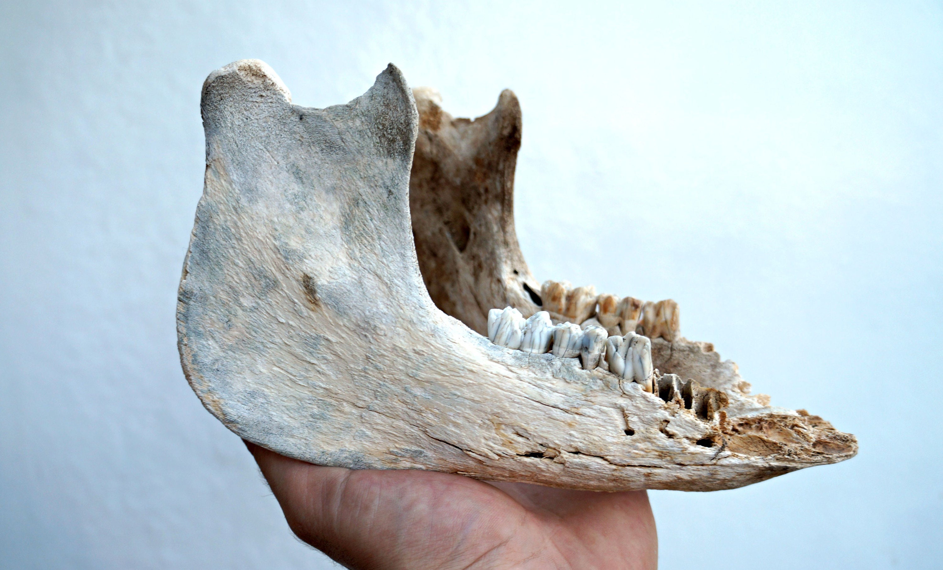 Vintage Pig Jaw Natural Pig Lower Jaw Animal Bones | Etsy