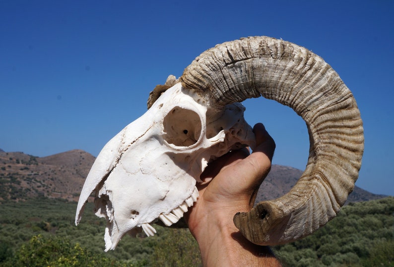 Ram Skull , Ethically Sourced Animal Skull , Macabre Pagan Decor , Voodoo Gothic Supplies , Animal Bones ,Oddities,Cruelty Free Animal Skull image 5