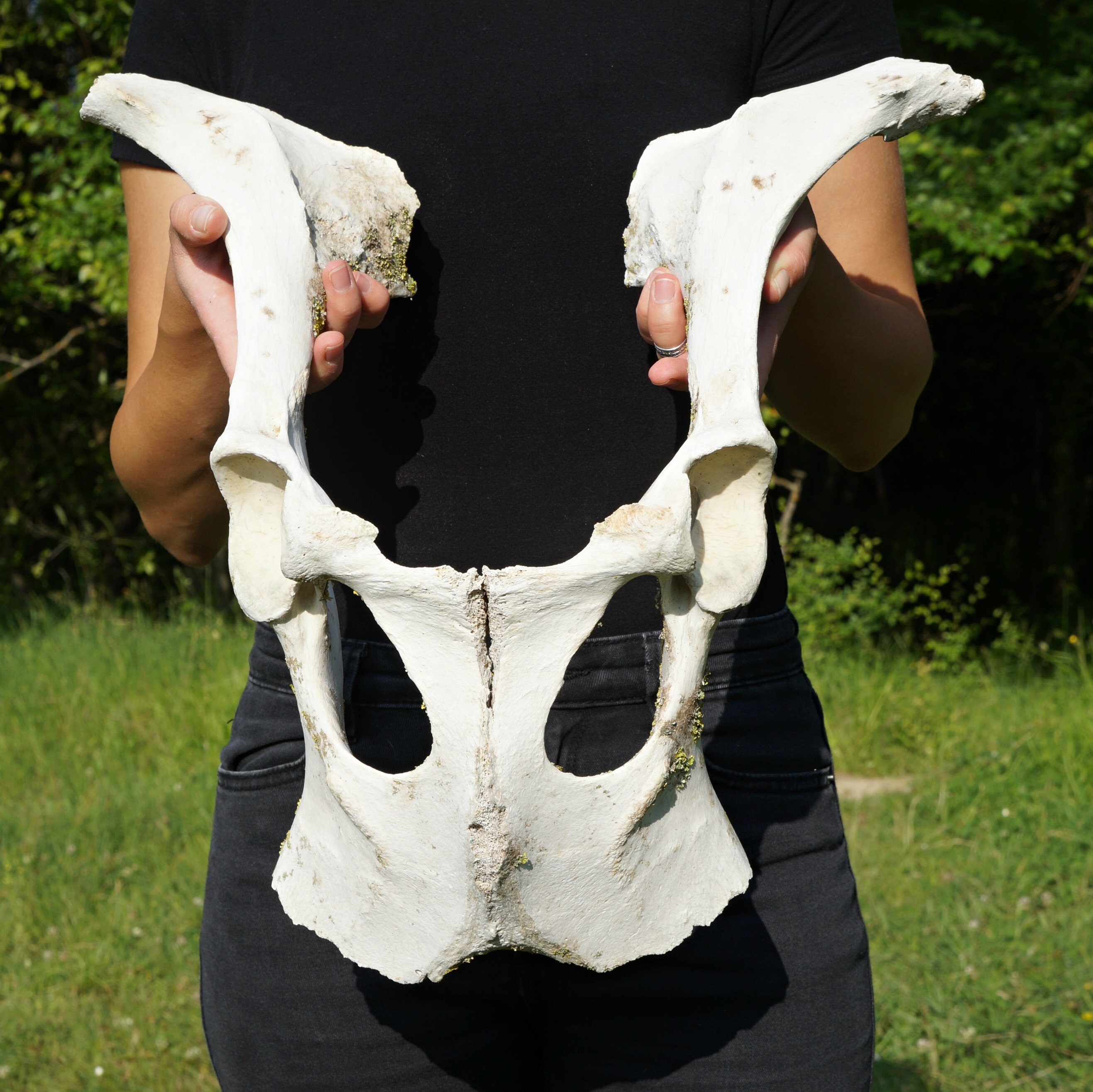 Real Cow Pelvis Bone Art Supplies Real Animal Bones Etsy
