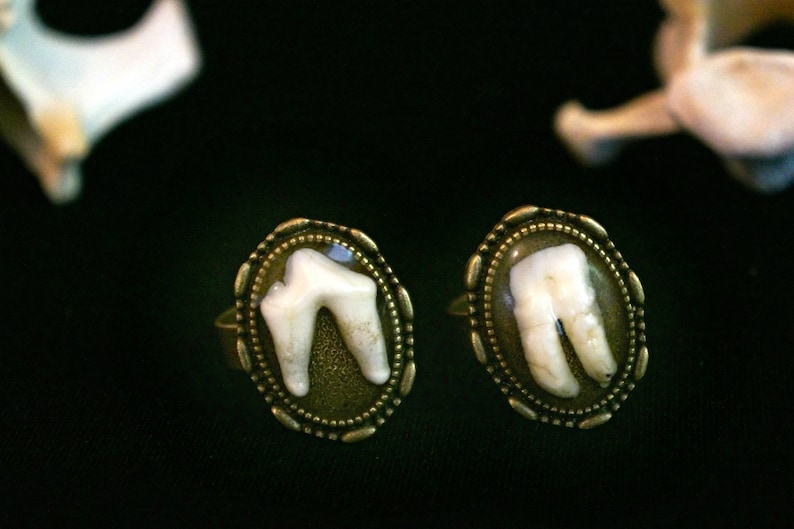 Canine Tooth Ring Gothic Macabre Gift Gothic Ring Goat Tooth Ring Real Animal Molars Creepy Gift Steampunk Jewelry Vet Gift
