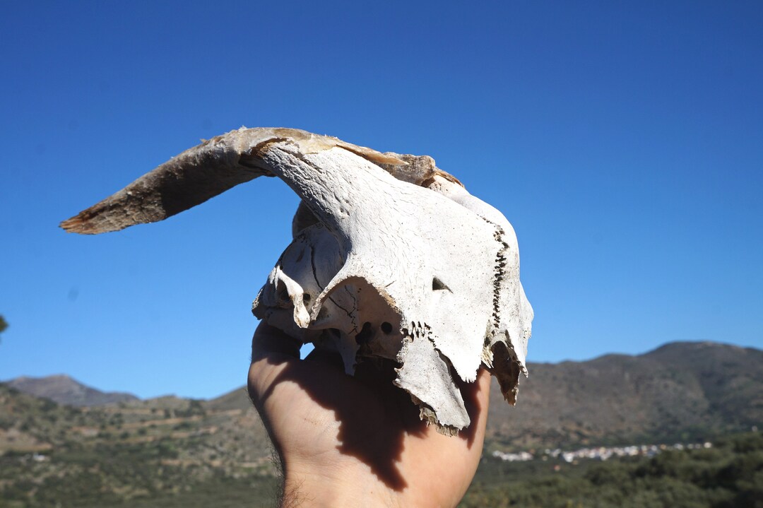 Partial Goat Skull Ethically Sourced Animal Skull Gothic Pagan Decor