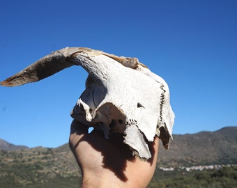 Partial Goat Skull - Ethically Sourced Animal Skull - Gothic Pagan Decor - Real Goat Skull - Wall Hanging - Cruelty Free Skull - Home Decor