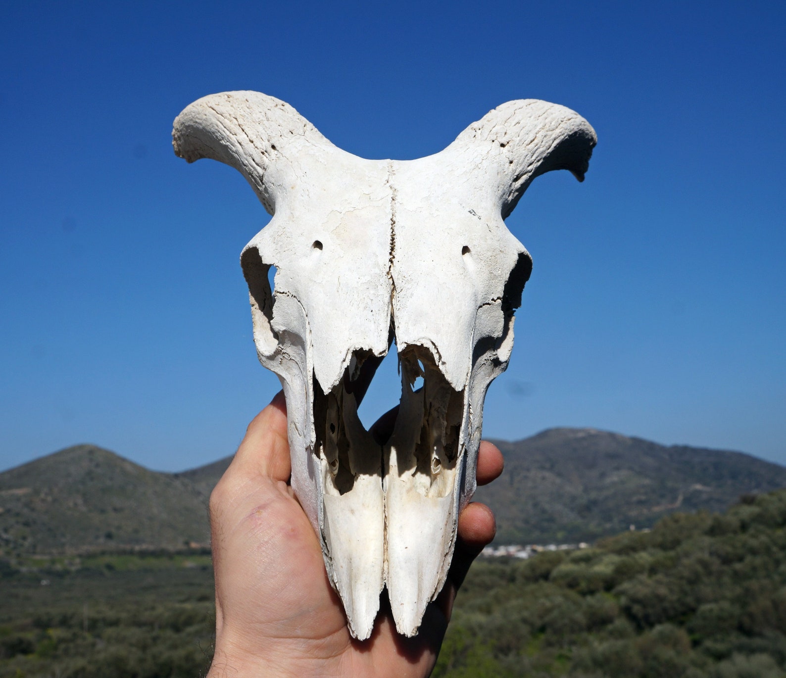 Real Ram Skull Real Animal Skull Macabre Gothic Decor - Etsy