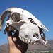 see more listings in the Goat Skulls section