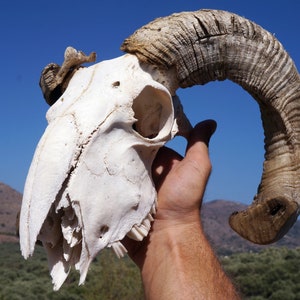 Ram Skull , Ethically Sourced Animal Skull , Macabre Pagan Decor , Voodoo Gothic Supplies , Animal Bones ,Oddities,Cruelty Free Animal Skull image 1