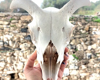 Real Ram Skull ,  Real Animal Skull , Macabre Gothic Decor , Ram Taxidermy , Pagan Home Decor , Voodoo Supplies , Ethically Sourced Skulls