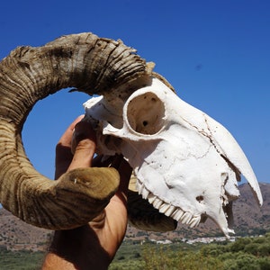 Ram Skull , Ethically Sourced Animal Skull , Macabre Pagan Decor , Voodoo Gothic Supplies , Animal Bones ,Oddities,Cruelty Free Animal Skull image 2