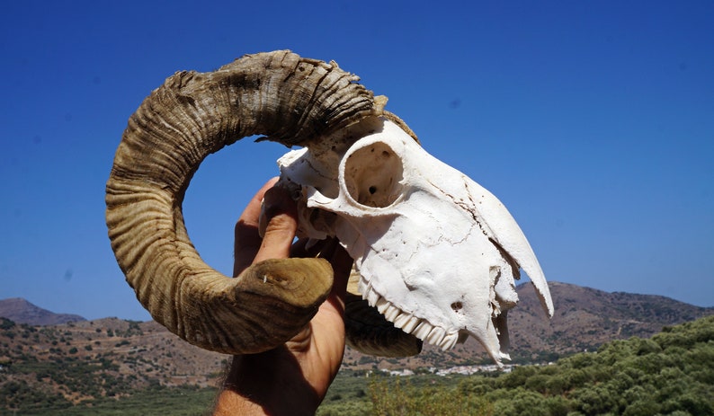 Ram Skull , Ethically Sourced Animal Skull , Macabre Pagan Decor , Voodoo Gothic Supplies , Animal Bones ,Oddities,Cruelty Free Animal Skull image 2