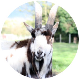 May include: A close-up of a white and brown goat with long horns. The goat is looking directly at the camera with a curious expression. The goat is standing in a grassy field.