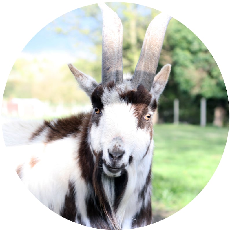 May include: A close-up of a white and brown goat with long horns. The goat is looking directly at the camera with a curious expression.